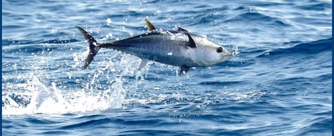 The Nature of Hydraulics